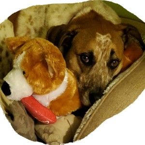 Meet your Posher, Priscilla